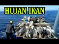 BANJIR IKAN!!Nelayan Mancing Ikan Cakalang di Laut Sulawesi
