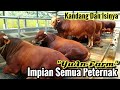 38 Ekor Sapi Super Jumbo Siap Qurban Di Kandang Sapi Modern Impian Semua Peternak Milenial