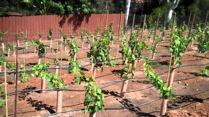 Young Manor Vineyard New Growth