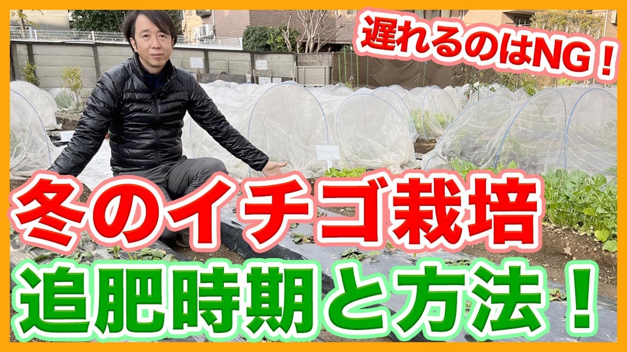 家庭菜園や農園のイチゴ栽培で冬は遅れるとNG！冬のイチゴ追肥時期と方法を徹底解説！【農家直伝】/Strawberry top-dressing tips from a Japanese farmer.