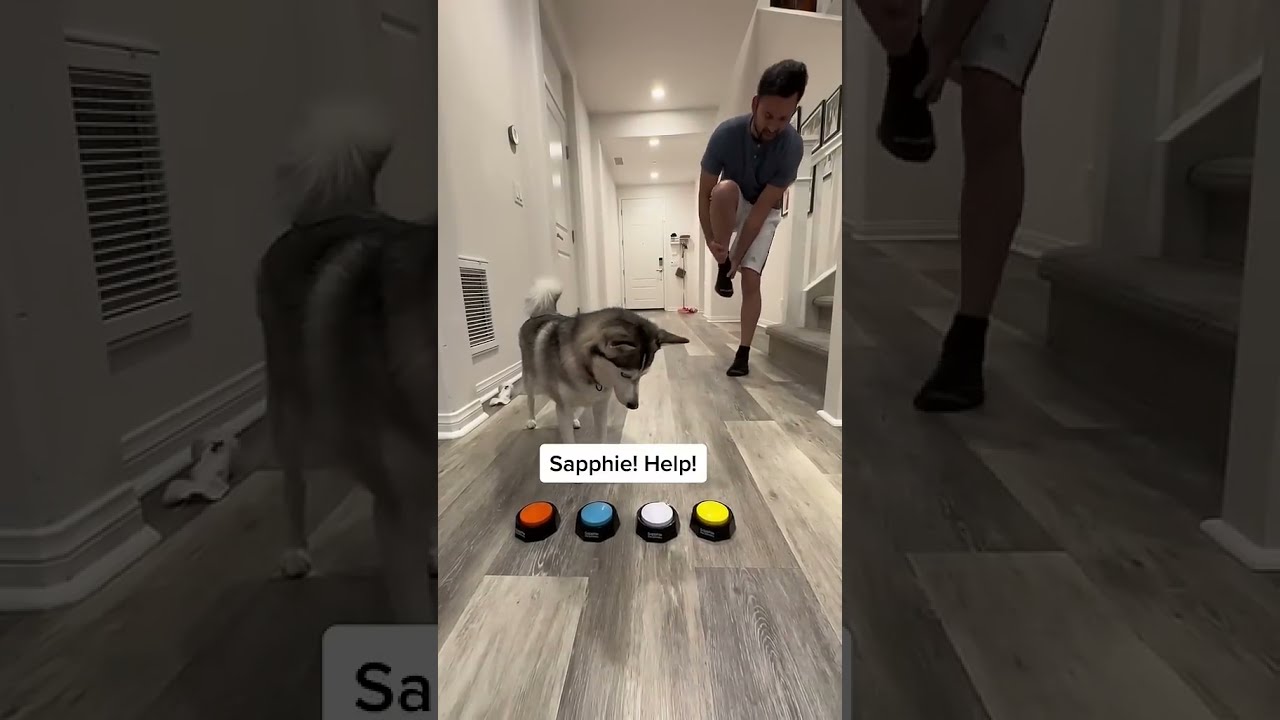 Sapphie The Pomsky As A Doctor