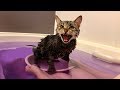 妹の入浴中に甘えに来てしまった猫w