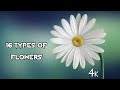 15 type of flowers in 4k ultra sd flowers relexingmusic