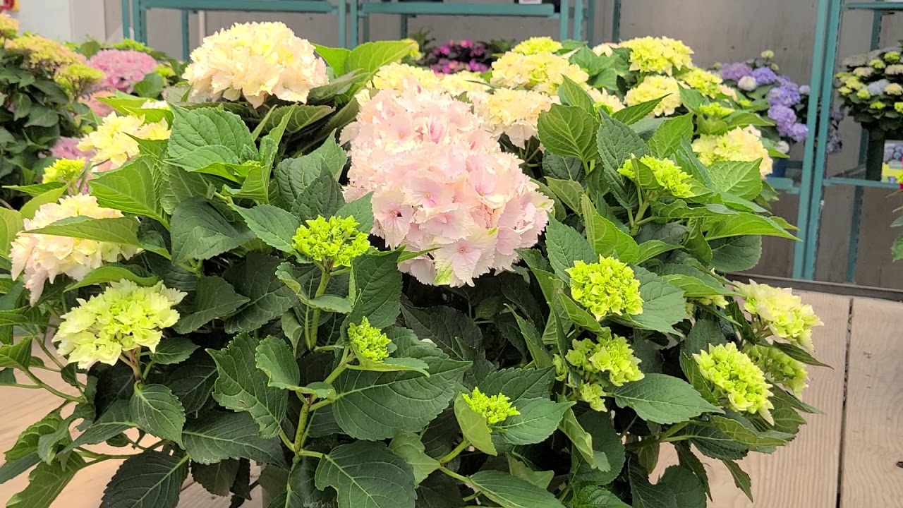 Hydrangea Everlasting® Noblesse // Huge, Long Lasting Flowers On Compact Plants (Short Version)