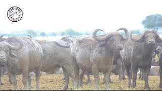 Watch Lethal Buffaloes in Mad | Discover the reason | #animals #nature  #wildlife #videos #viral