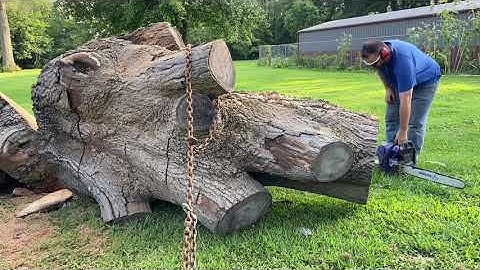 Cutting massive logs into rounds for firewood. Big wood bucking chainsaw work