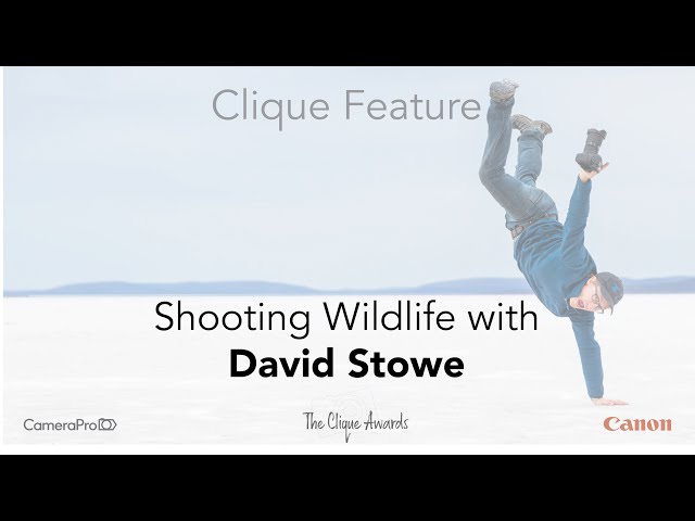 Clique Feature - Shooting Wildlife with David Stowe