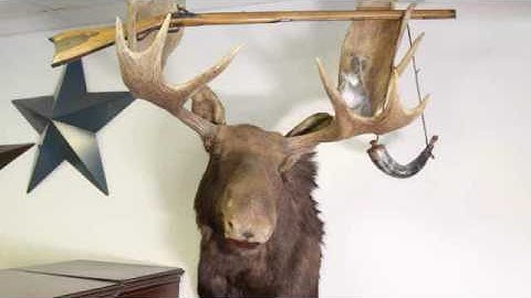 Talking taxidermy moose and buffalo!