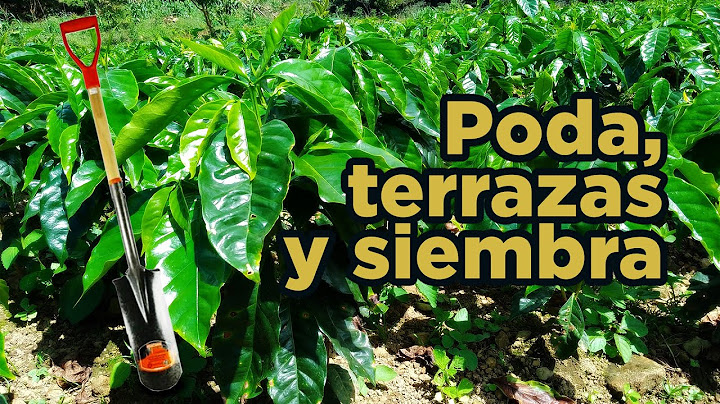 ▶ Alistando todo para la siembra de café: almácigo, poda de raíz, terrazas