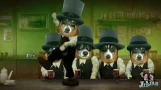 Beer, Beer, Beer!   Happy St Patrick's Day! Starring - Barbary Toy Fox Terriers!