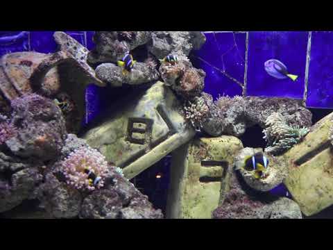 lost chambers aquarium dubai atlantis aquaventure #lost #chambers #aquarium #atlantis #aquaventure