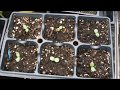 how to grow zinnias from seed, how to sow zinnia seeds, how to grow zinnia from seeds in a greenhous