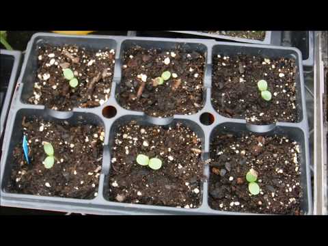 how to grow zinnias from seed, how to sow zinnia seeds, how to grow zinnia from seeds in a greenhous