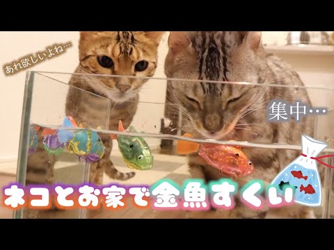 ルトがいると魚を飼うのは無理だなって認識する動画