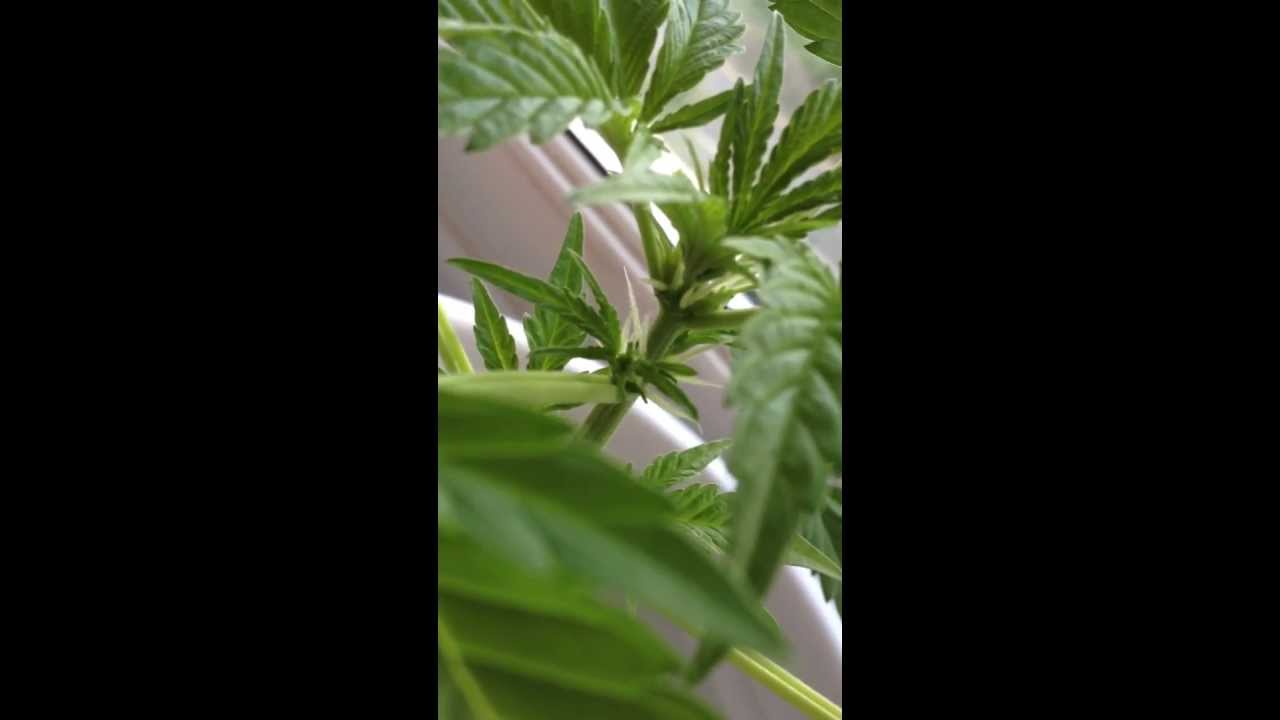 Mohan Ram autofloreciente 35 días y cogollando