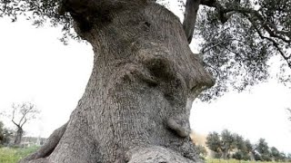 Most Strange Trees - Natural