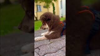 Cute 10 weeks old Finnish Lapphund #cutepuppy #finnishlapphund #dog