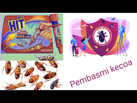 Video: Gel Untuk Kecoak: Cara Paling Efektif Dalam Jarum Suntik Dengan Fipronil, Gel 