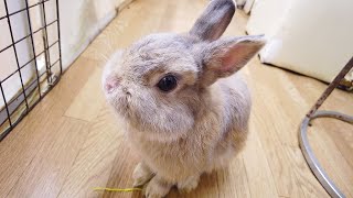 Я посетил первое в Японии кроличье кафе🐇.