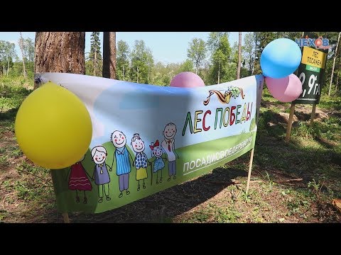 ЛЕС ПОБЕДЫ в