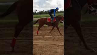 Download Lagu Stat, USA Bred working at Bushlot United Turf Club with Jockey Colin Ross. MP3