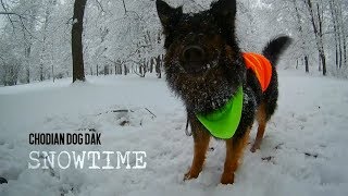 Chodian dog Dak | SNOWTIME (Jumps) by OMG! It's Marley! 995 views 6 years ago 1 minute, 43 seconds