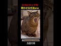 猫にラップを歌わせる法方ｗｗ #shorts
