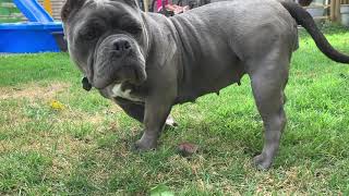 American bully 3 weeks pregnancy