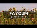 Fayoum City & Oasis - City of Waterfalls Southwest of Cairo