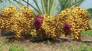 Agriculture Technology    How to Grow and Care Date Palm Trees