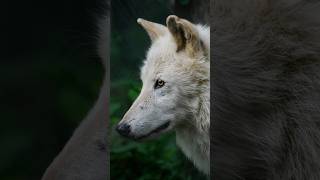 Wolf Photography with NEW OM SYSTEM 100-400mm II Lens, OM-1 Mark II, OM-5 - Wolf Conservation Center