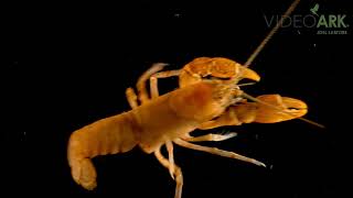 An undescribed spiny scale crayfish (Cambarus aff. jezerinaci) from the Cumberland River in Kentucky