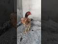 Shamo jcs  whatsapp 33 998468935 shamo rooster farm galoindio gamebird gamefowl aseel