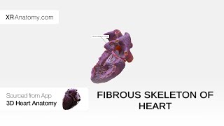 Fibrous skeleton of heart Fibrous skeleton of heart