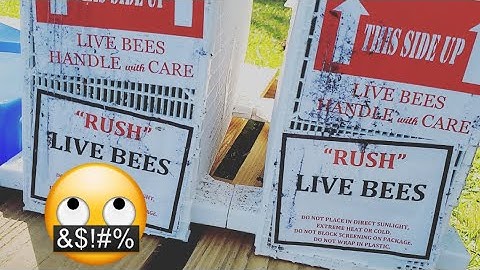 FIRST TIME Installing Honeybee Package NO SHAKE METHOD / Absconding / Complete Disappointment