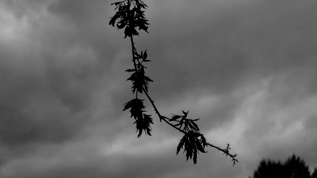 Succumb - Aither (Official Visualizer)