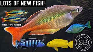 INCREDIBLE RAINBOWFISH, CICHLIDS + LOTS OF CORYDORA EGGS! (FISH ROOM UPDATE / TOUR) by Sydney's Angels and Bennett's Rainbows 2,576 views 5 months ago 26 minutes