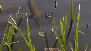 Watch This Baby Frog get BLOWN UP over and over by Canal Pike! screenshot 4