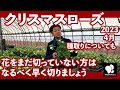 クリスマスローズ 4月の様子と管理ついて　◆横山園芸 公式◆　【2023】