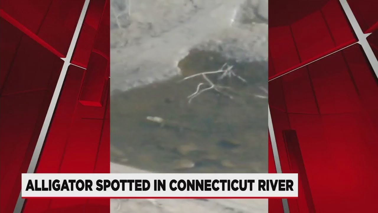Unusual alligator spotting in Connecticut River YouTube
