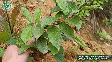 Mua cây xạ đen để điều trị Un.g Thư, Gan ở đâu rẻ chất lượng chuẩn nhất