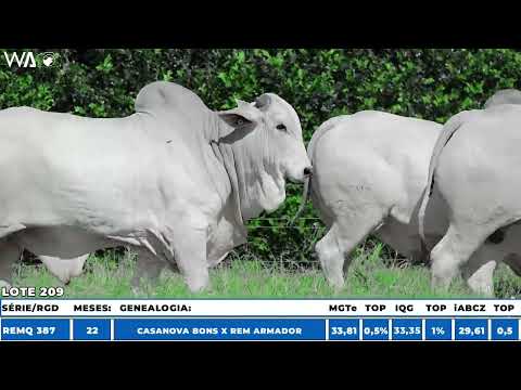 LOTE 209 - QUÁDRUPLO, Touro Nelore à venda no 23º MEGA LEILÃO GENÉTICA ADITIVIA 2026