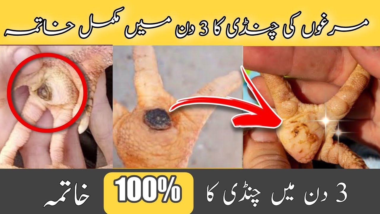 Aseel Murgy ki Chandi ka ilaj | Chandi ka ilaj By Apna Farm Hindi\Urdu