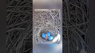 Time Lapse - From Hatchling to Fledgling #birds #nature #bluebirds #birdslover #birdnest