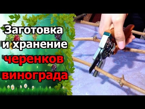 Как нарезать чубуков винограда