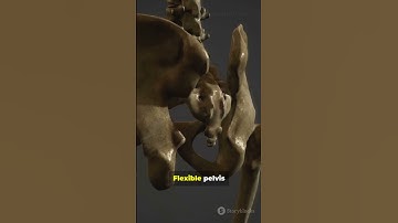 Why Humans Don’t Lay Eggs