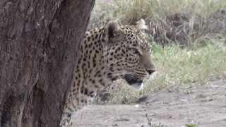 Leopard And Cub Up A Tree In Maasai Mara, Kenya