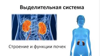 19. Выделительная система (8 класс) биология, подготовка к ЕГЭ и ОГЭ 19. Выделительная система (8 класс) биология, подготовка к ЕГЭ и ОГЭ