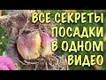 Хотите пышного цветения лилий? НАЧНИТЕ С ПРАВИЛЬНОЙ ПОСАДКИ! Все СЕКРЕТЫ и ХИТРОСТИ посадки ЛИЛИЙ