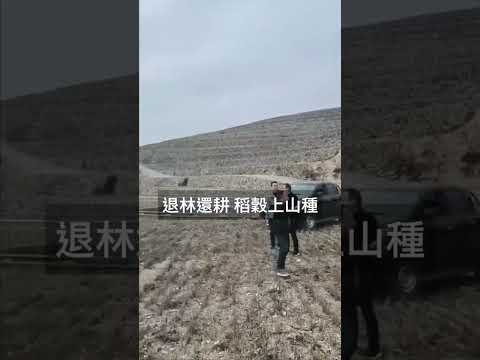 鱼塘回填复耕;退林还耕种稻谷【 #shorts 】